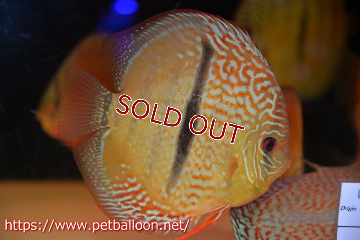 画像2: 【ディスカス】【通販】【激レア　ニューストレイン】ロイヤルブルーヘッケルクロス（ハイフォーム）【個体販売】15-17cm（生体）マレーシア　KLディスカスファーム (2)