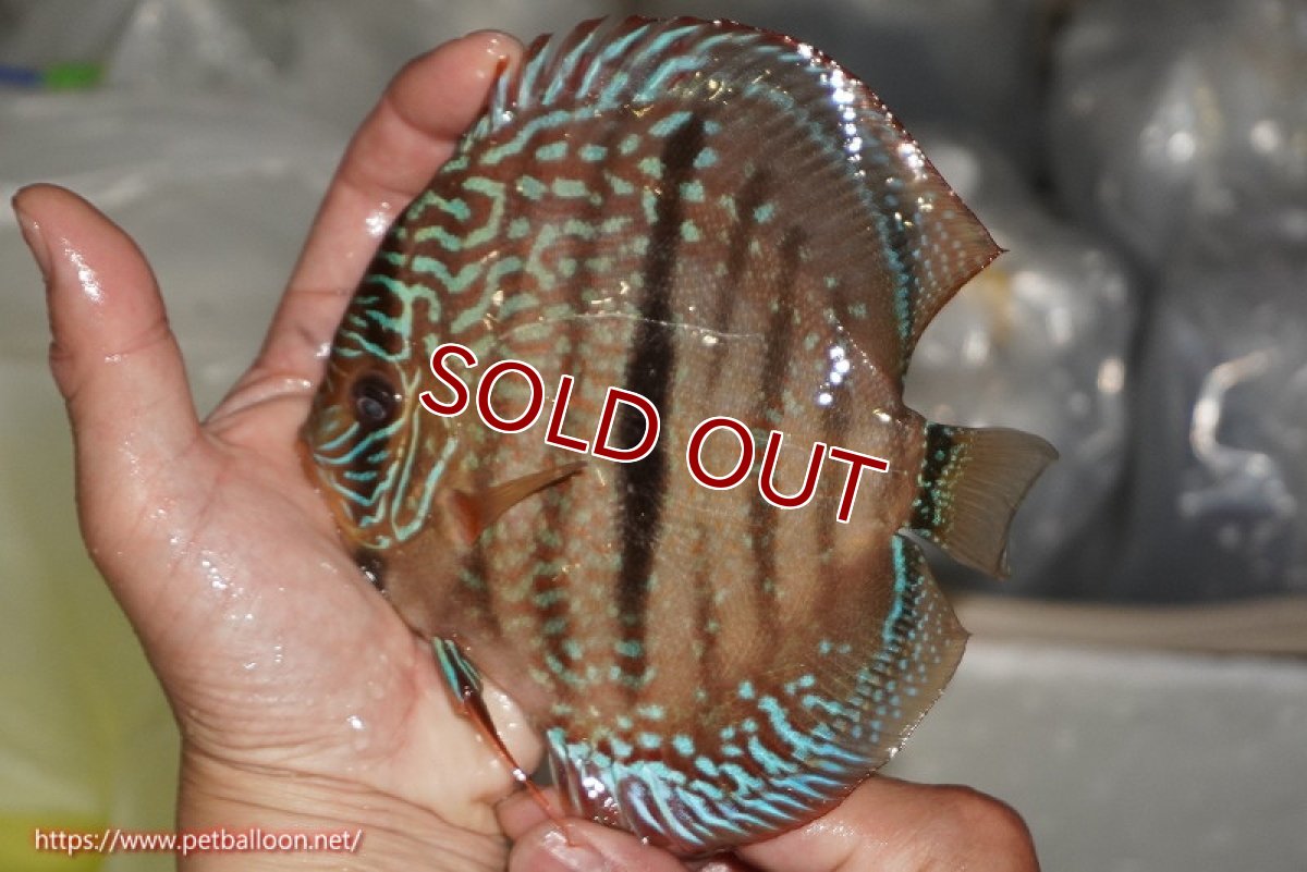 画像3: 【ディスカス】【通販】【激レア　ニューストレイン】ロイヤルブルーヘッケルクロス（ハイフォーム）【個体販売】15-17cm（生体）マレーシア　KLディスカスファーム (3)