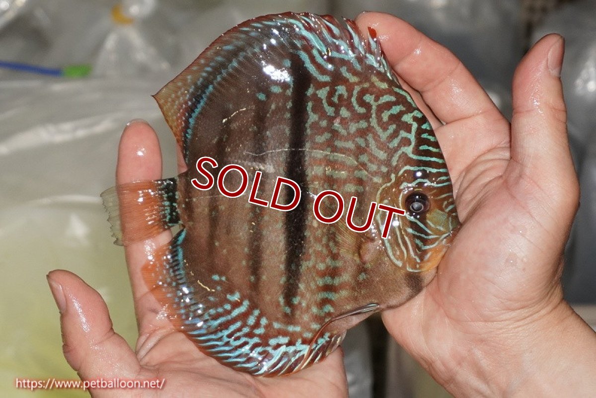 画像4: 【ディスカス】【通販】【激レア　ニューストレイン】ロイヤルブルーヘッケルクロス（ハイフォーム）【個体販売】15-17cm（生体）マレーシア　KLディスカスファーム (4)