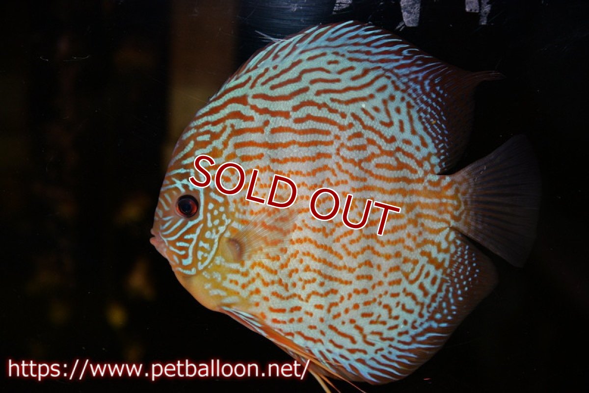 画像1: 【ディスカス】【通販】サクラメイズレオパード（ハイフォーム）【個体販売】15-16cm（生体）マレーシア　KLディスカスファーム (1)