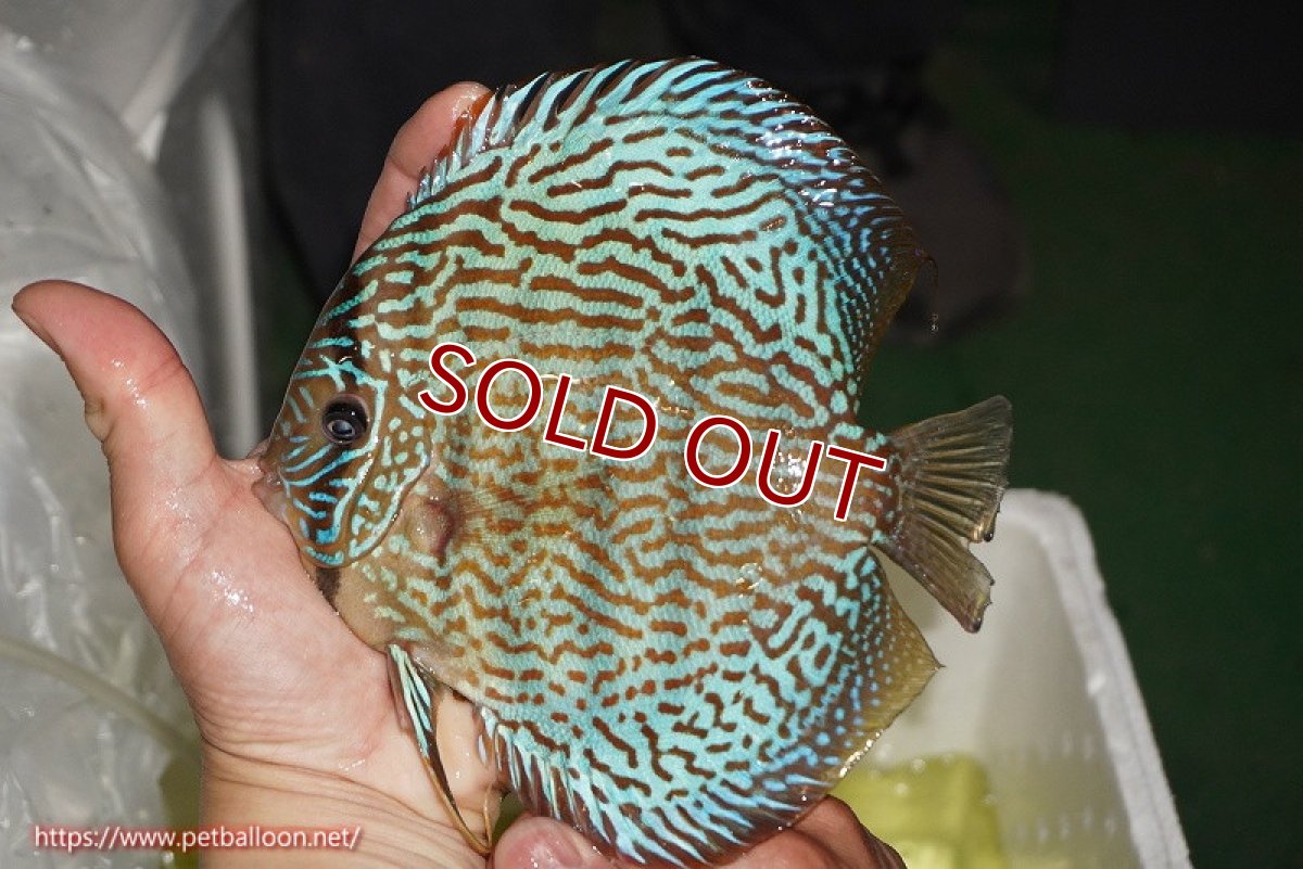 画像2: 【ディスカス】【通販】サクラメイズレオパード（ハイフォーム）【個体販売】15-16cm（生体）マレーシア　KLディスカスファーム (2)