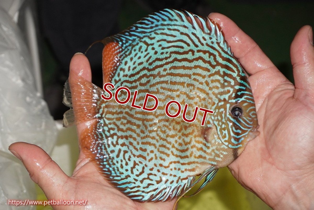 画像3: 【ディスカス】【通販】サクラメイズレオパード（ハイフォーム）【個体販売】15-16cm（生体）マレーシア　KLディスカスファーム (3)