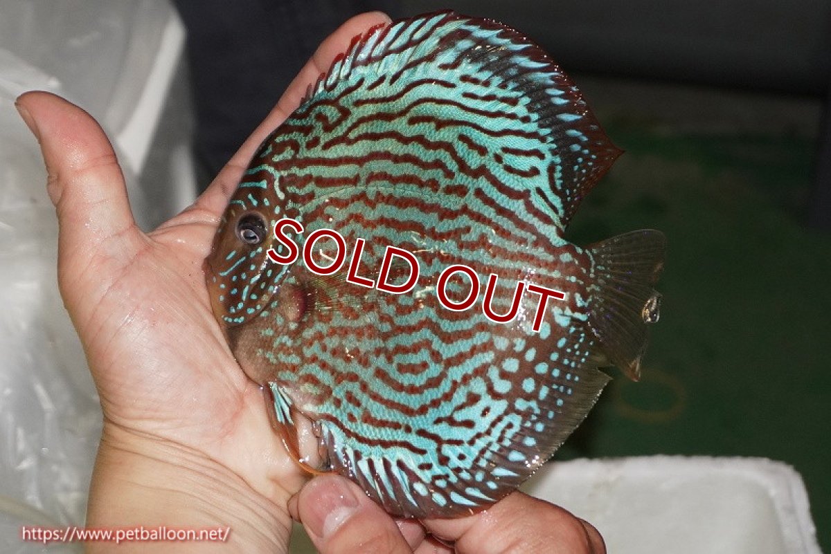 画像2: 【ディスカス】【通販】サクラメイズレオパード（ハイフォーム）【個体販売】15-16cm（生体）マレーシア　KLディスカスファーム (2)