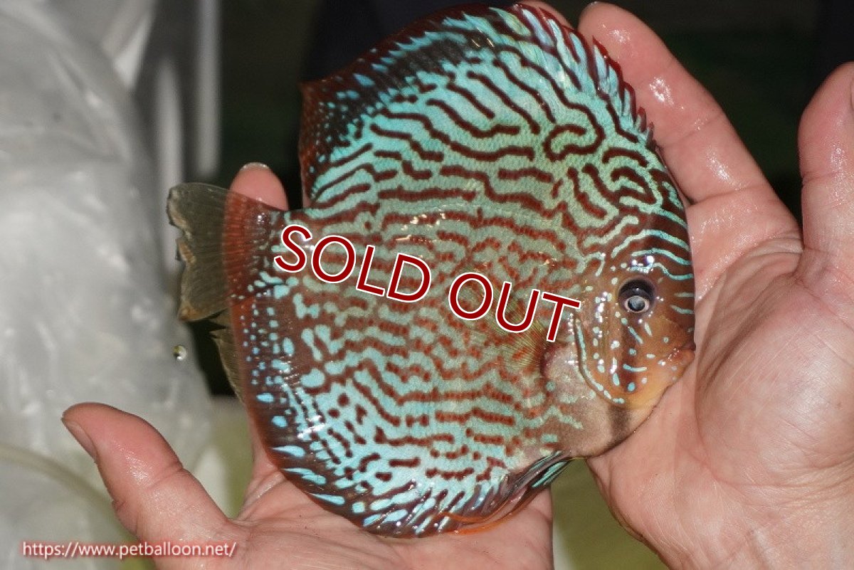 画像3: 【ディスカス】【通販】サクラメイズレオパード（ハイフォーム）【個体販売】15-16cm（生体）マレーシア　KLディスカスファーム (3)