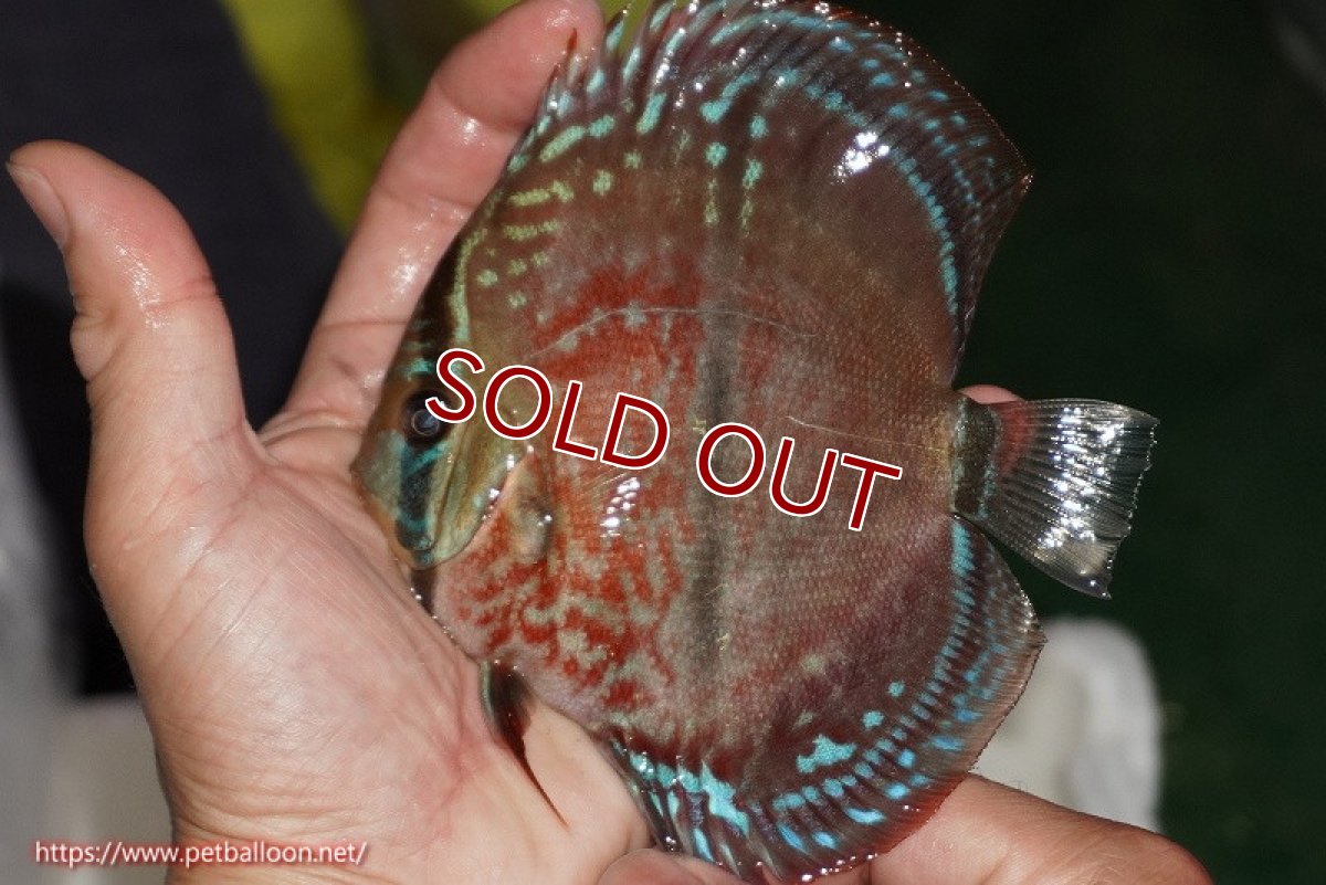 画像2: 【ディスカス】【通販】【激レア　ニューストレイン】イサスーパーレッドカタナ　センターバー（ハイフォーム）【個体販売】12cm（生体）マレーシア　KLディスカスファーム (2)