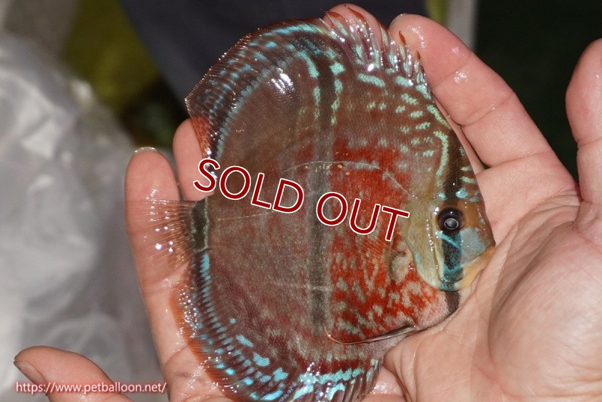 画像3: 【ディスカス】【通販】【激レア　ニューストレイン】イサスーパーレッドカタナ　センターバー（ハイフォーム）【個体販売】12cm（生体）マレーシア　KLディスカスファーム (3)