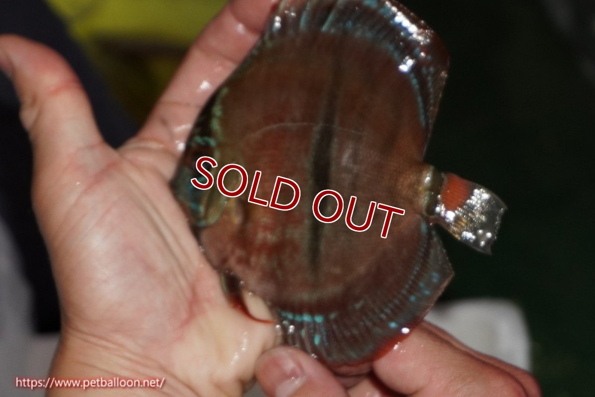 画像2: 【ディスカス】【通販】【激レア　ニューストレイン】イサスーパーレッドカタナ　センターバー（ハイフォーム）【個体販売】12cm（生体）マレーシア　KLディスカスファーム (2)