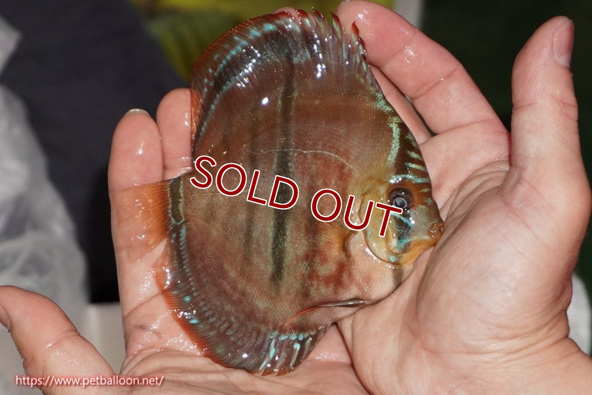 画像3: 【ディスカス】【通販】【激レア　ニューストレイン】イサスーパーレッドカタナ　センターバー（ハイフォーム）【個体販売】12cm（生体）マレーシア　KLディスカスファーム (3)