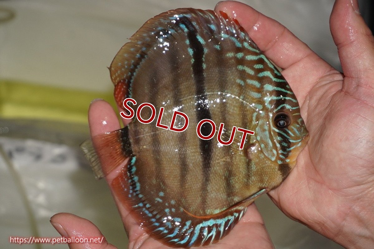 画像2: 【ディスカス】【通販】【激レア　ニューストレイン】ラーゴパラコニブラッドレッドヘッケルクロス（ハイフォーム）【個体販売】14cm（生体）マレーシア　KLディスカスファーム (2)