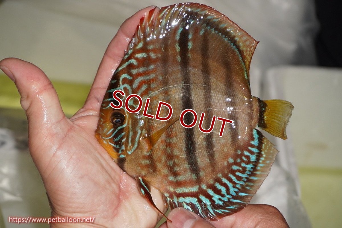 画像2: 【ディスカス】【通販】【激レア　ニューストレイン】ラーゴパラコニブラッドレッドヘッケルクロス（ハイフォーム）【個体販売】14cm（生体）マレーシア　KLディスカスファーム (2)