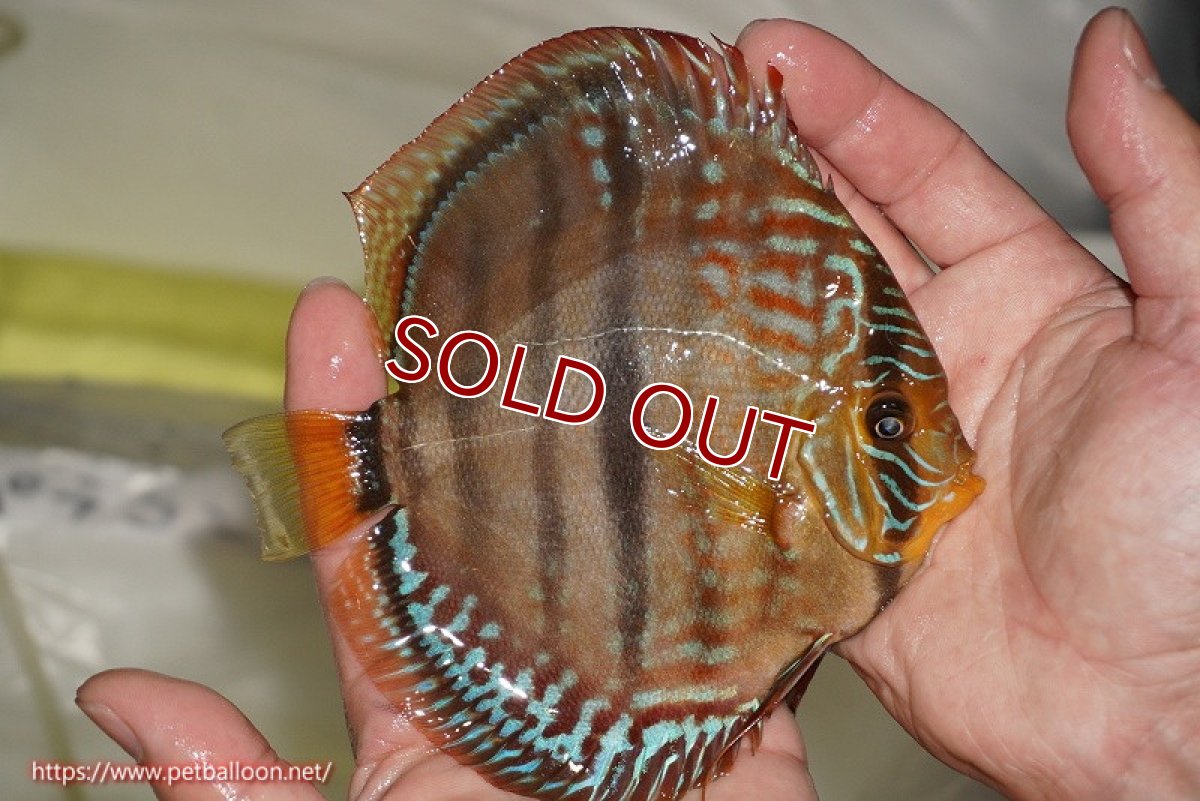 画像3: 【ディスカス】【通販】【激レア　ニューストレイン】ラーゴパラコニブラッドレッドヘッケルクロス（ハイフォーム）【個体販売】14cm（生体）マレーシア　KLディスカスファーム (3)