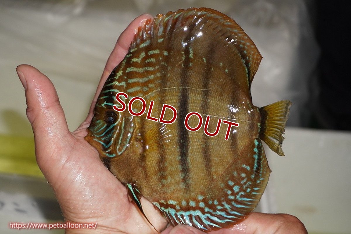 画像2: 【ディスカス】【通販】【激レア　ニューストレイン】ラーゴパラコニブラッドレッドヘッケルクロス（ハイフォーム）【個体販売】14cm（生体）マレーシア　KLディスカスファーム (2)