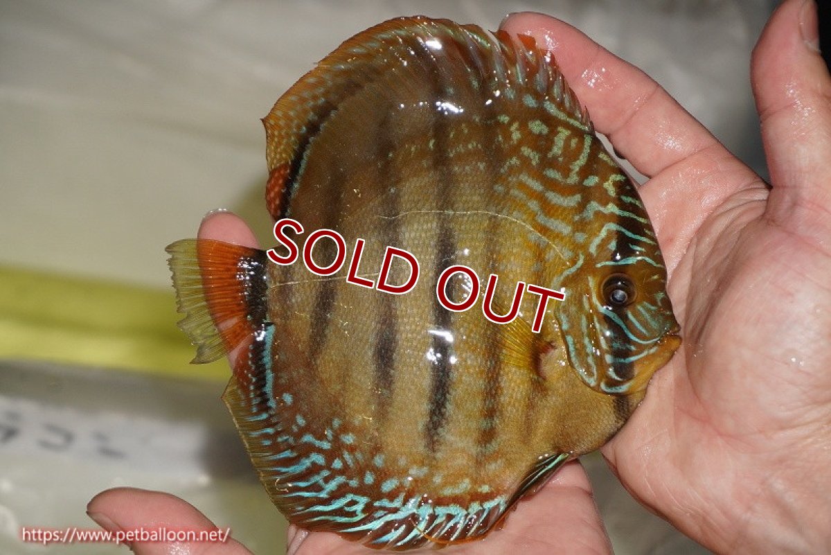 画像3: 【ディスカス】【通販】【激レア　ニューストレイン】ラーゴパラコニブラッドレッドヘッケルクロス（ハイフォーム）【個体販売】14cm（生体）マレーシア　KLディスカスファーム (3)