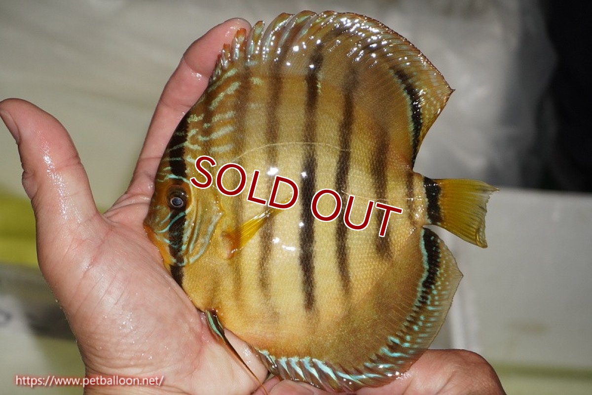 画像2: 【ディスカス】【ディスカス】【通販】【激レア　ニューストレイン】ラーゴパラコニブラッドレッドヘッケルクロス（ハイフォーム）【個体販売】14cm（生体）マレーシア　KLディスカスファーム (2)