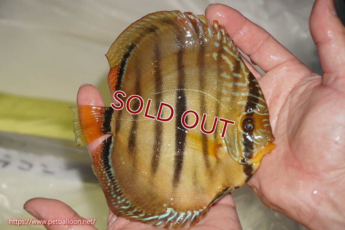 画像3: 【ディスカス】【ディスカス】【通販】【激レア　ニューストレイン】ラーゴパラコニブラッドレッドヘッケルクロス（ハイフォーム）【個体販売】14cm（生体）マレーシア　KLディスカスファーム (3)