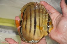 画像3: 【サマーセール10%OFFクーポン番号（10）対象商品 】【ディスカス】【ディスカス】【通販】【激レア　ニューストレイン】ラーゴパラコニブラッドレッドヘッケルクロス（ハイフォーム）【個体販売】14cm（生体）マレーシア　KLディスカスファーム (3)