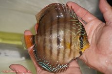 画像3: 【サマーセール10%OFFクーポン番号（10）対象商品 】【ディスカス】【ディスカス】【通販】【激レア　ニューストレイン】ラーゴパラコニブラッドレッドヘッケルクロス（ハイフォーム）【個体販売】14cm（生体）マレーシア　KLディスカスファーム (3)