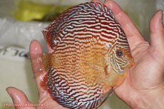 画像3: 【サマーセール10%OFFクーポン番号（10）対象商品 】【ディスカス】【ディスカス】【通販】アルタムスターライトレッドターコイズ（ハイフォーム）【個体販売】15cm（生体）マレーシア　NAディスカスファーム (3)