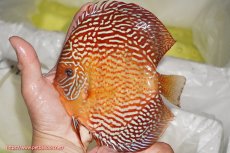 画像1: 【ディスカス】【通販】アルタムスターライトレッドターコイズ（ハイフォーム）【個体販売】15cm（生体）マレーシア　NAディスカスファーム (1)