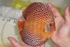 画像4: 【サマーセール10%OFFクーポン番号（10）対象商品 】【ディスカス】【ディスカス】【通販】アルタムスターライトレッドターコイズ（ハイフォーム）【個体販売】15cm（生体）マレーシア　NAディスカスファーム (4)