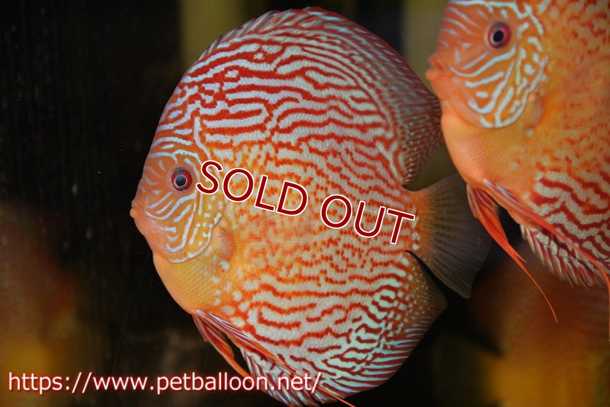 画像1: 【ディスカス】【通販】アルタムスターライトレッドターコイズ（ハイフォーム）【個体販売】15cm（生体）マレーシア　NAディスカスファーム (1)