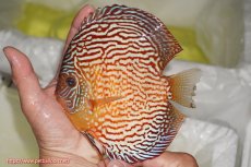 画像1: 【ディスカス】【通販】アルタムスターライトレッドターコイズ（ハイフォーム）【個体販売】15cm（生体）マレーシア　NAディスカスファーム (1)