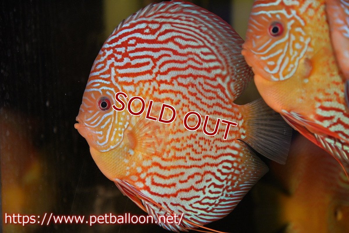 画像2: 【ディスカス】【通販】アルタムスターライトレッドターコイズ（ハイフォーム）【個体販売】15cm（生体）マレーシア　NAディスカスファーム (2)