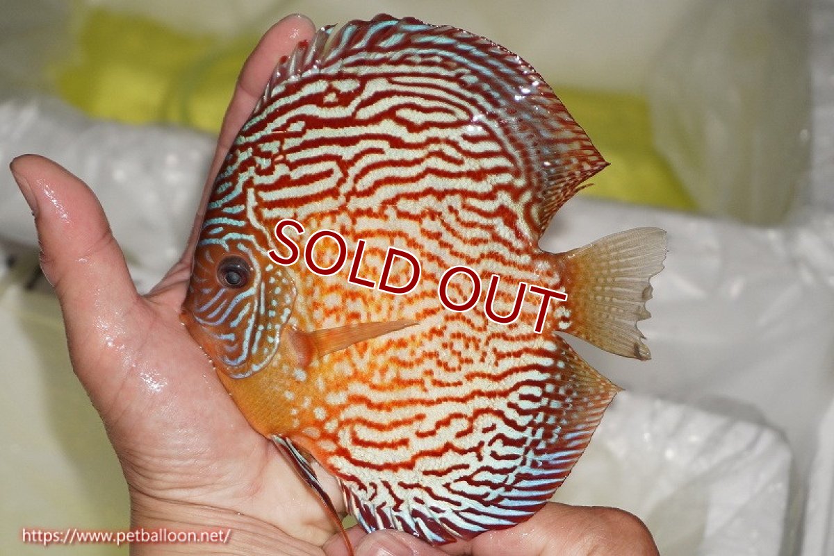 画像3: 【ディスカス】【通販】アルタムスターライトレッドターコイズ（ハイフォーム）【個体販売】15cm（生体）マレーシア　NAディスカスファーム (3)