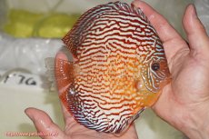 画像4: 【サマーセール10%OFFクーポン番号（10）対象商品 】【ディスカス】【ディスカス】【通販】アルタムスターライトレッドターコイズ（ハイフォーム）【個体販売】15cm（生体）マレーシア　NAディスカスファーム (4)