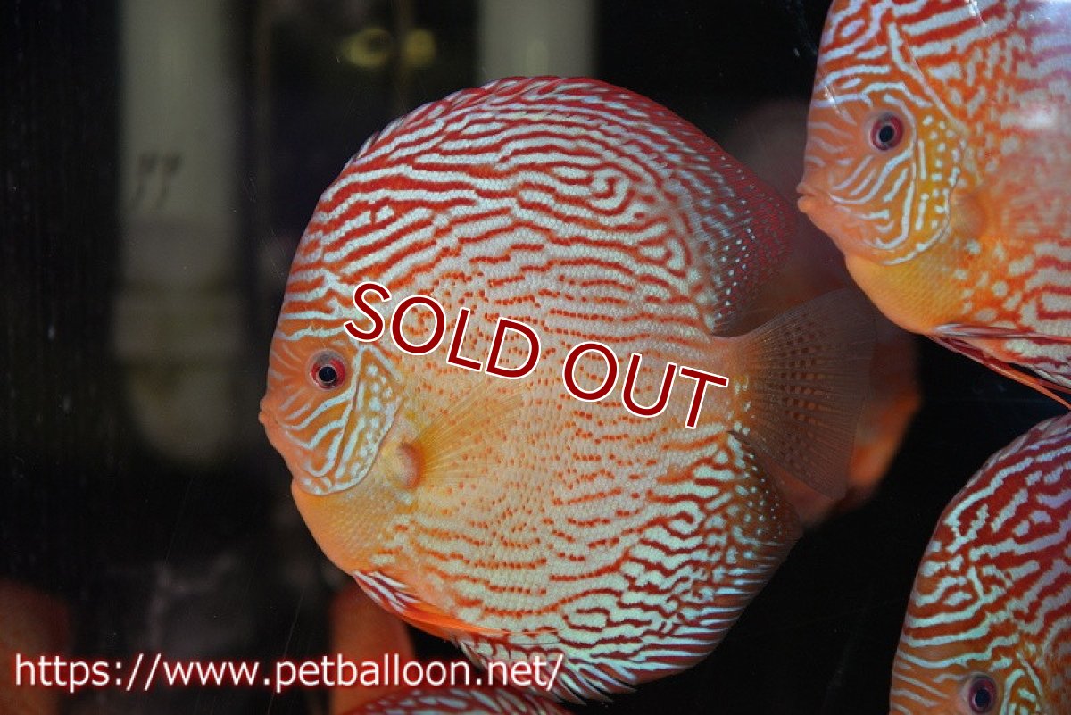 画像1: 【ディスカス】【通販】アルタムスターライトレッドターコイズ（ハイフォーム）【個体販売】15cm（生体）マレーシア　NAディスカスファーム (1)