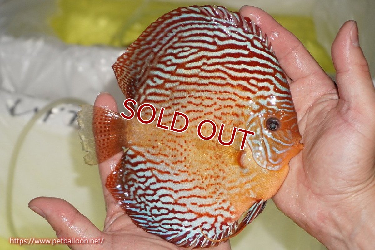 画像3: 【ディスカス】【通販】アルタムスターライトレッドターコイズ（ハイフォーム）【個体販売】15cm（生体）マレーシア　NAディスカスファーム (3)