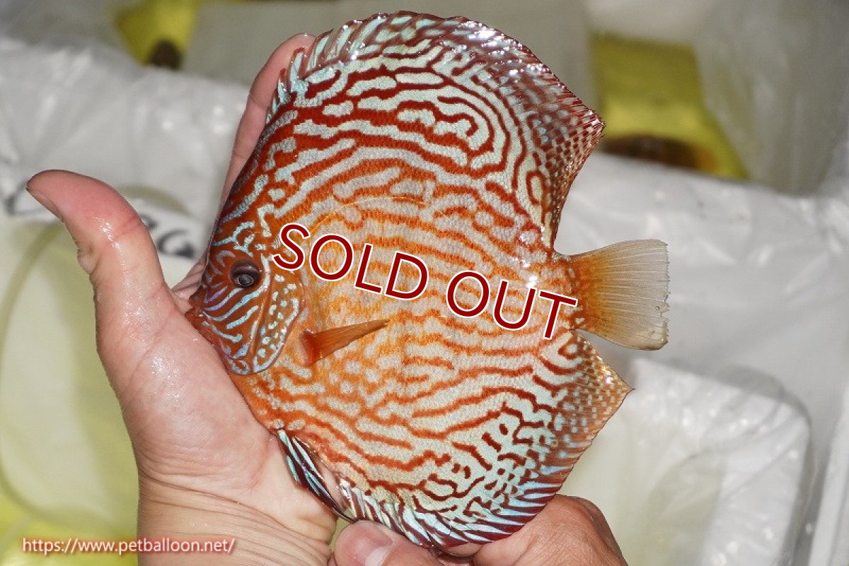 画像2: 【ディスカス】【通販】アルタムスターライトレッドターコイズ（ハイフォーム）【個体販売】15cm（生体）マレーシア　NAディスカスファーム (2)