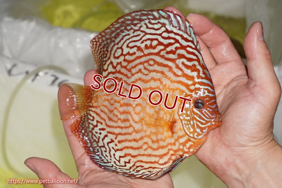 画像3: 【ディスカス】【通販】アルタムスターライトレッドターコイズ（ハイフォーム）【個体販売】15cm（生体）マレーシア　NAディスカスファーム (3)