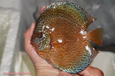 画像1: 【ディスカス】【通販】ロイヤルレッドパールサクラ（ハイフォーム）【個体販売】16cm（生体）マレーシア　NAディスカスファーム (1)