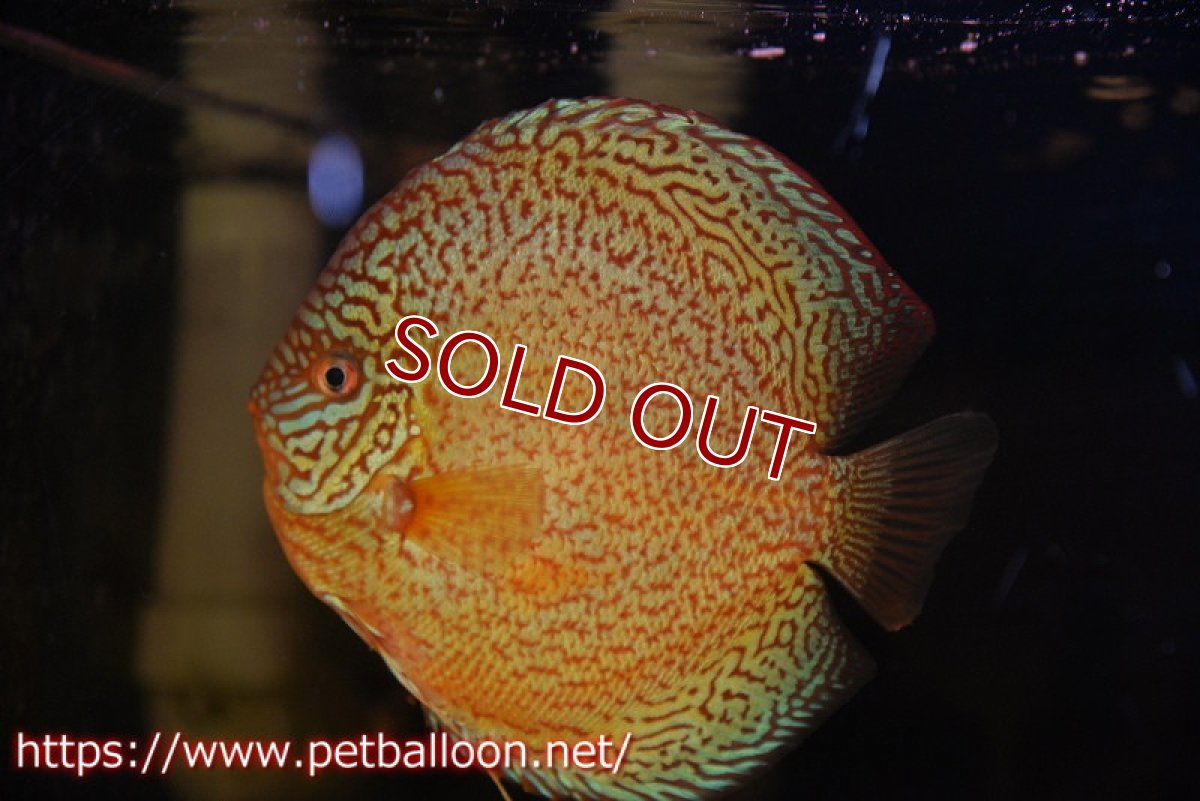 画像2: 【ディスカス】【ディスカス】【通販】ロイヤルレッドパールサクラ（ハイフォーム）【個体販売】16cm（生体）マレーシア　NAディスカスファーム (2)