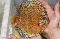 画像2: 【ディスカス】【通販】ロイヤルレッドパールサクラ（ハイフォーム）【個体販売】16cm（生体）マレーシア　NAディスカスファーム (2)