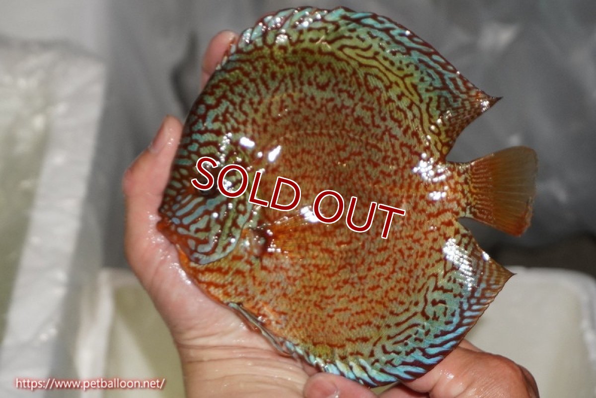 画像3: 【ディスカス】【ディスカス】【通販】ロイヤルレッドパールサクラ（ハイフォーム）【個体販売】16cm（生体）マレーシア　NAディスカスファーム (3)