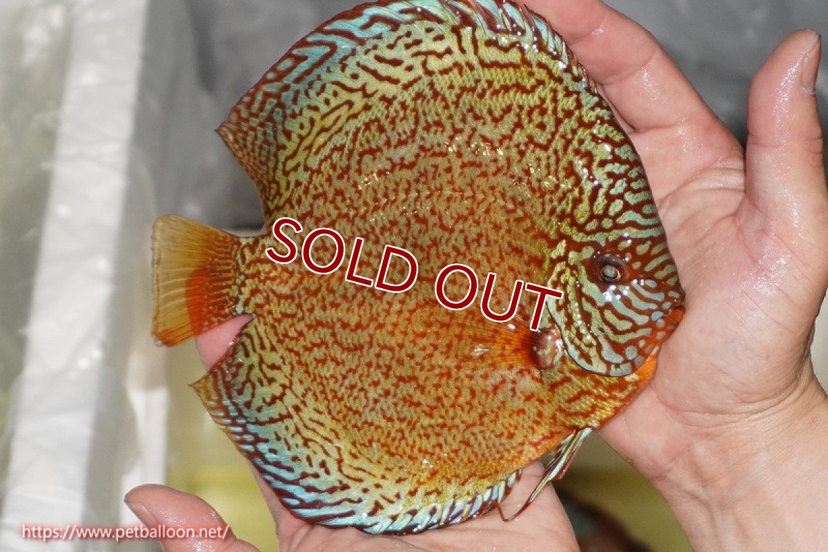 画像4: 【ディスカス】【ディスカス】【通販】ロイヤルレッドパールサクラ（ハイフォーム）【個体販売】16cm（生体）マレーシア　NAディスカスファーム (4)