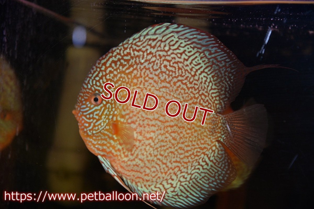 画像2: 【ディスカス】【ディスカス】【通販】ロイヤルレッドパールサクラ（ハイフォーム）【個体販売】16cm（生体）マレーシア　NAディスカスファーム (2)