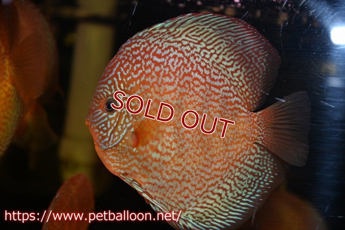 画像2: 【ディスカス】【通販】ロイヤルレッドパールサクラ（ハイフォーム）【個体販売】16cm（生体）マレーシア　NAディスカスファーム (2)