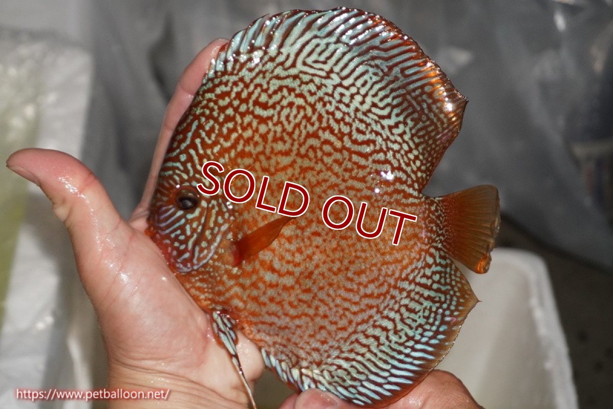 画像3: 【ディスカス】【通販】ロイヤルレッドパールサクラ（ハイフォーム）【個体販売】16cm（生体）マレーシア　NAディスカスファーム (3)