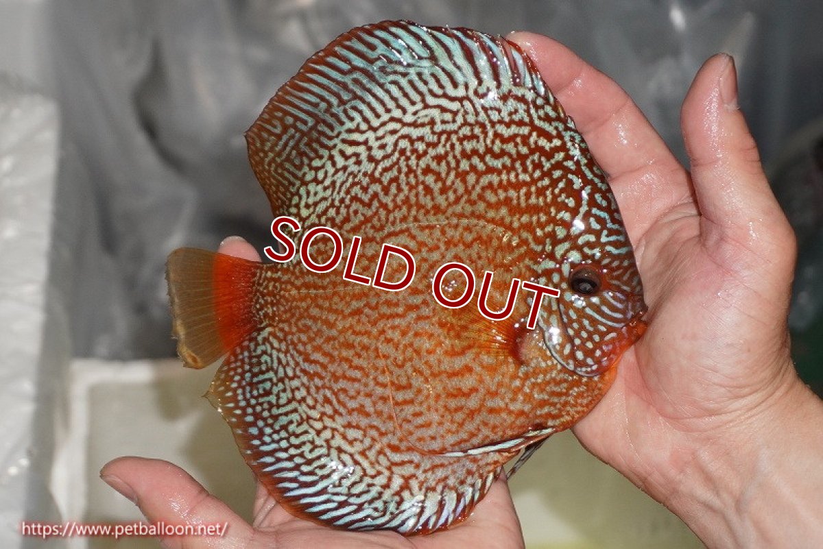 画像4: 【ディスカス】【通販】ロイヤルレッドパールサクラ（ハイフォーム）【個体販売】16cm（生体）マレーシア　NAディスカスファーム (4)