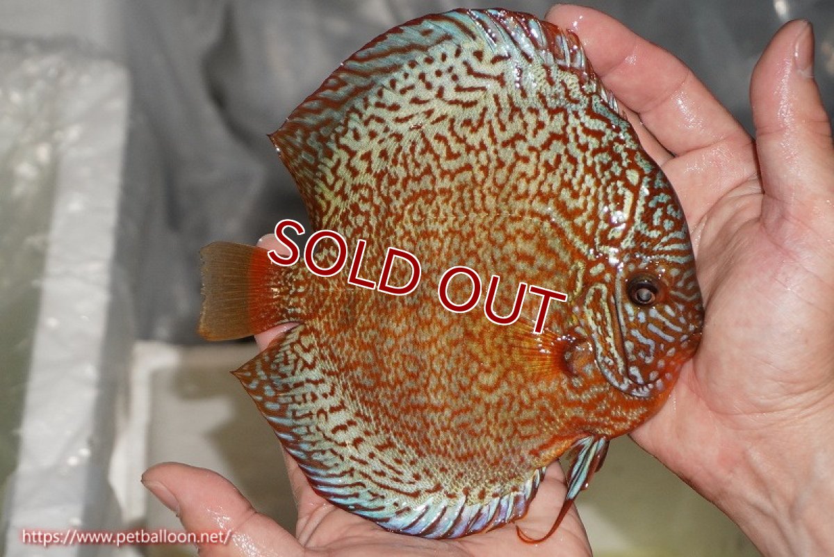 画像3: 【ディスカス】【ディスカス】【通販】ロイヤルレッドパールサクラ（ハイフォーム）【個体販売】16cm（生体）マレーシア　NAディスカスファーム (3)