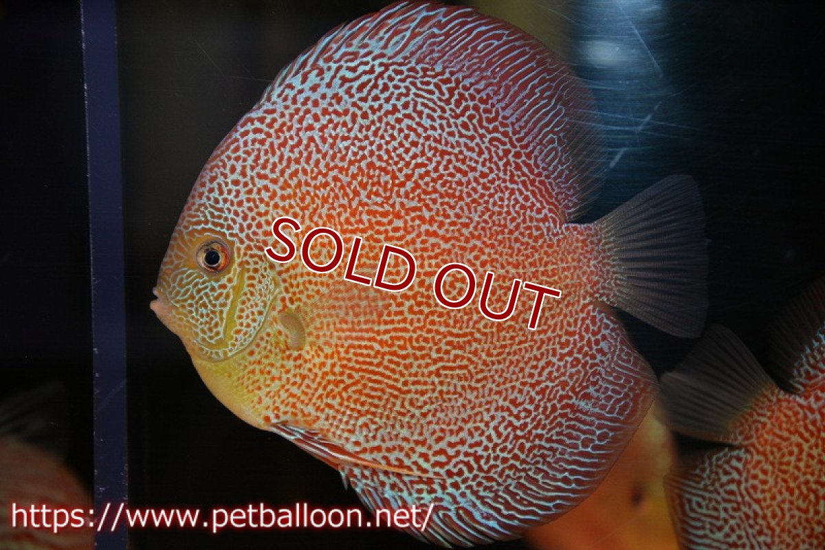 画像1: 【ディスカス】【通販】サクラスーパーパンサー（スーパーファインスポット）【個体販売】12cm（生体）マレーシア　NAディスカスファーム (1)