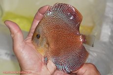 画像1: 【ディスカス】【通販】サクラスーパーパンサー（スーパーファインスポット）【個体販売】12cm（生体）マレーシア　NAディスカスファーム (1)