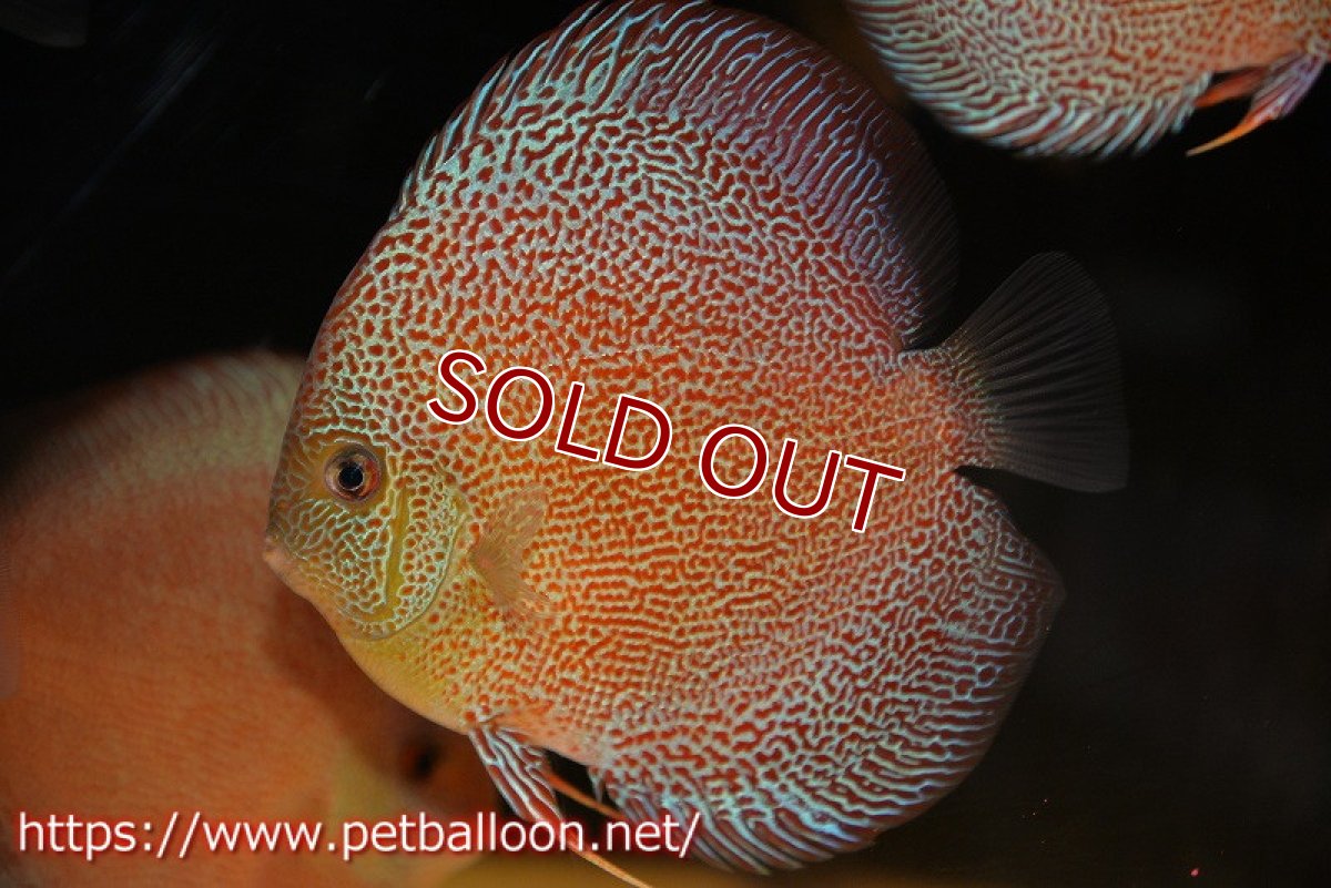 画像2: 【ディスカス】【通販】サクラスーパーパンサー（スーパーファインスポット）【個体販売】12cm（生体）マレーシア　NAディスカスファーム (2)