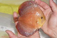 画像2: 【ディスカス】【通販】サクラスーパーパンサー（スーパーファインスポット）【個体販売】12cm（生体）マレーシア　NAディスカスファーム (2)