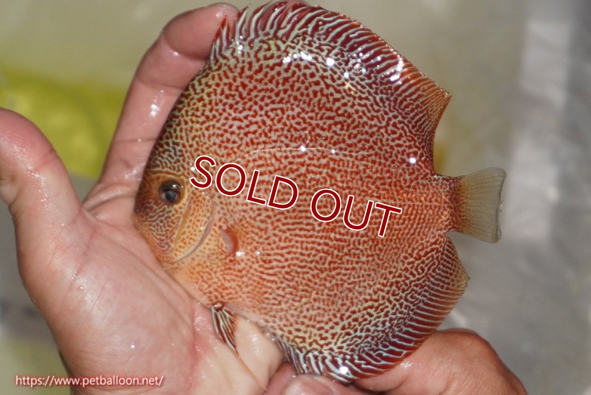 画像1: 【ディスカス】【通販】サクラスーパーパンサー（スーパーファインスポット）【個体販売】12cm（生体）マレーシア　NAディスカスファーム (1)