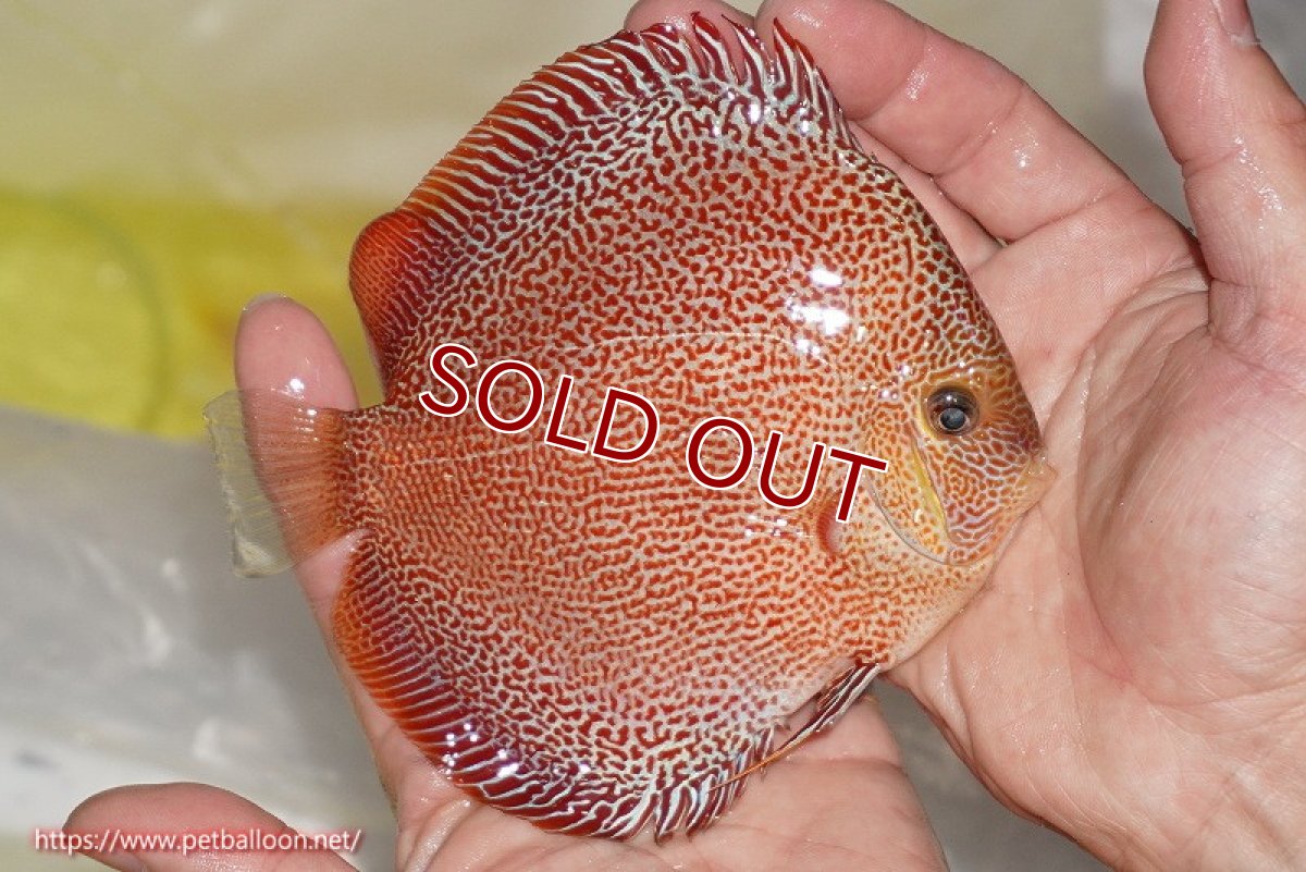 画像2: 【ディスカス】【通販】サクラスーパーパンサー（スーパーファインスポット）【個体販売】12cm（生体）マレーシア　NAディスカスファーム (2)