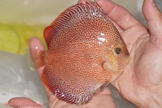 画像2: 【ディスカス】【通販】サクラスーパーパンサー（スーパーファインスポット）【個体販売】12cm（生体）マレーシア　NAディスカスファーム (2)